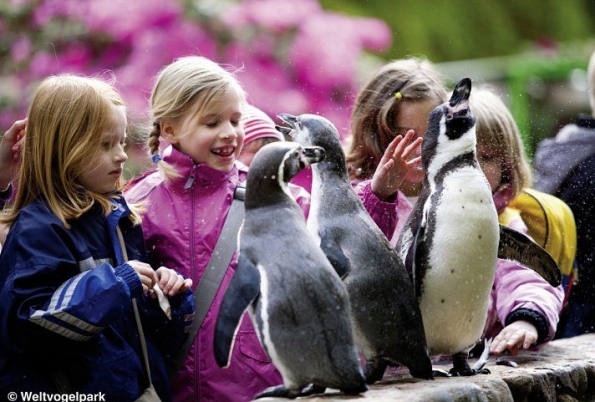 Pinguin - Walsrode